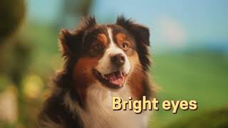 Maple Looks Fresh Unleash The Benefits Of Butternut Box Fresh Dog Food