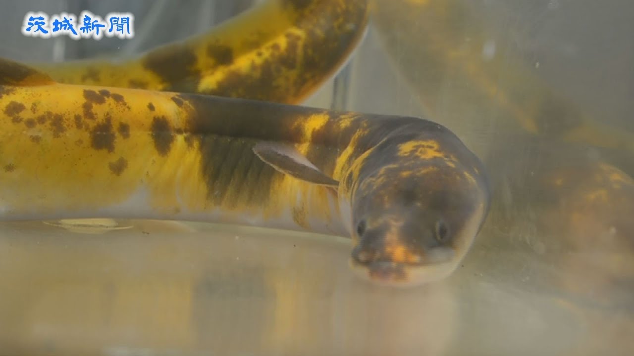 Gold and Black Mottled Eel - YouTube