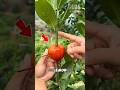 Japan’s Secret Trick to Grow Lemon Plants in Just 30 Days! 🍋😱