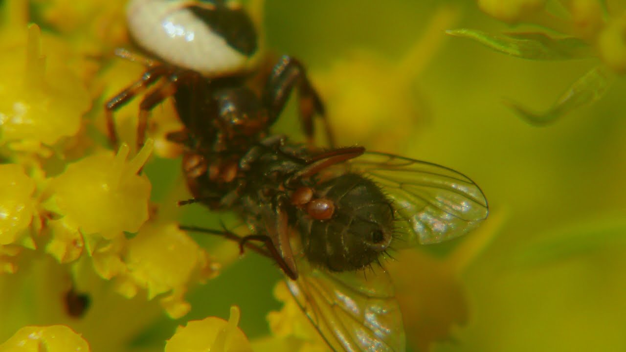 moscas parasitadas por acaros.