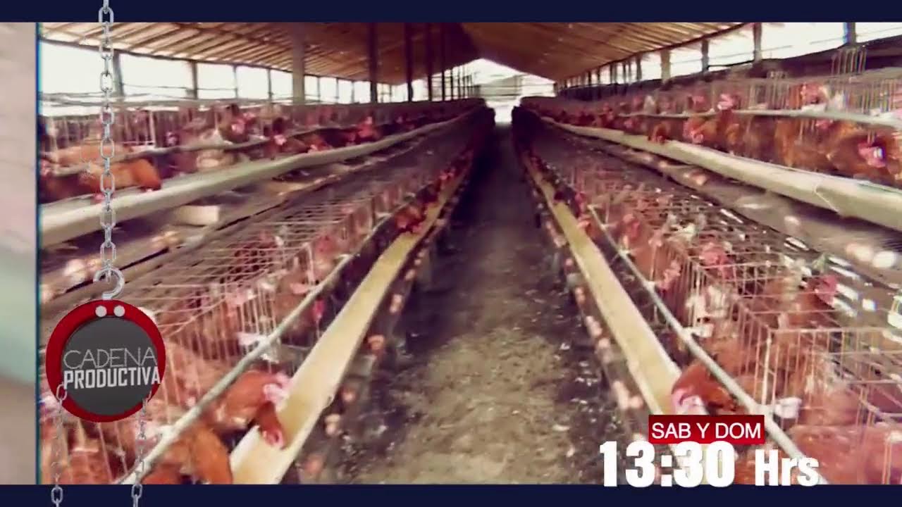 TELE A NOTICIAS MERIDIANO CADENA A