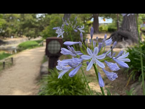 Japan Nature 😌 + peaceful Japan Nature  #japannature #japan 