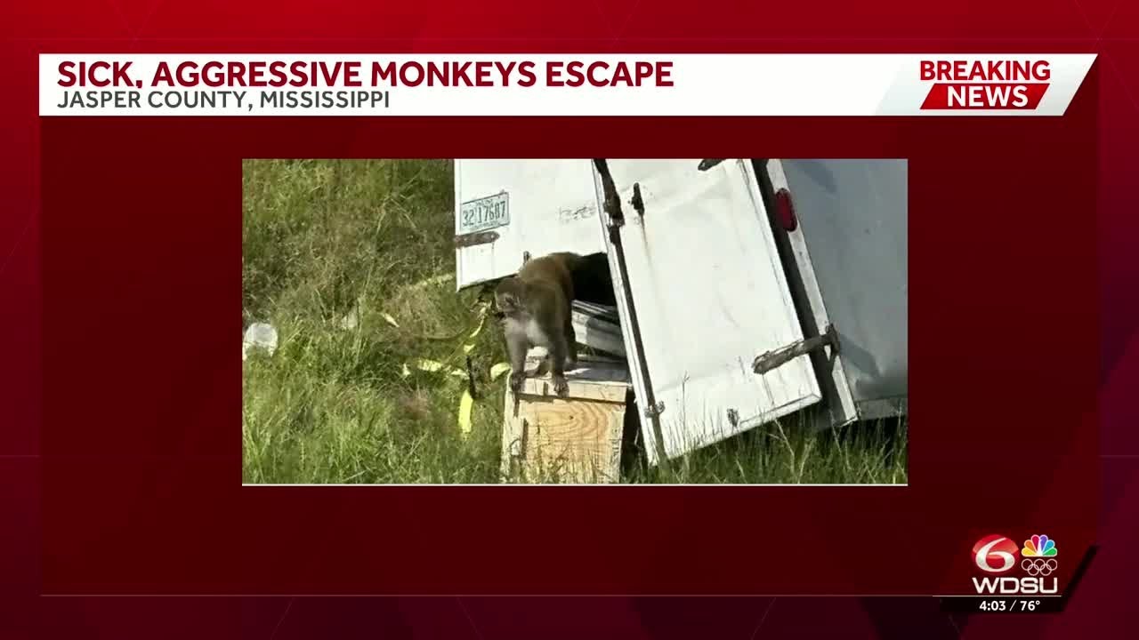 Monkeys from Tulane University escape after truck overturns in Mississippi