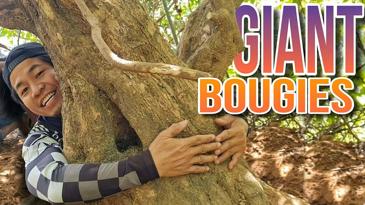 P1 - Ang Daming Nabudol ni Mr. Bags para Maiuwi ang Giant Bugambilya ni Harabas