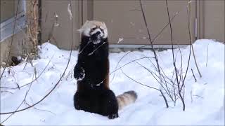 Most Adorable Red Panda   CUTEST Compilation Most Adorable Red Panda Cutest Compilation