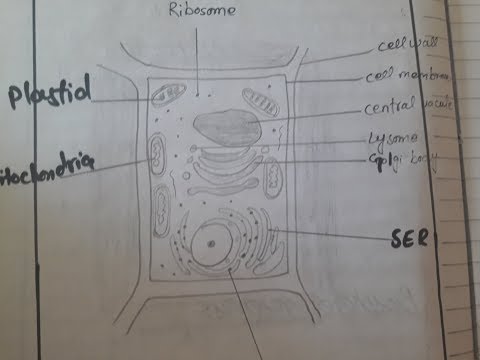 Detailed labeled diagram of a plant cell note