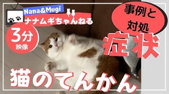 猫てんかん Youtube