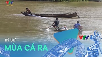 MÙA CÁ RA - KÝ SỰ “THEO DẤU CÁ LINH - TẬP 5 | VTV CẦN THƠ