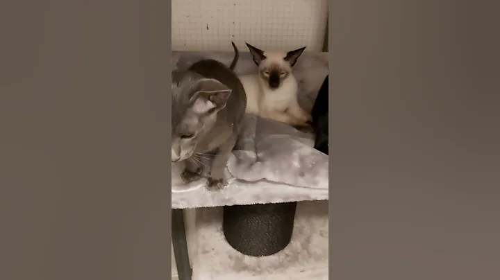 Watch the video about ORIENTAL KITTENS 😸 ♥ #scarlettdepp #orientalkittens #josie #galina #emerald #dior #leonardo