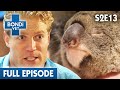 Depressed Koala Mum In Severe Pain 🐨 | Bondi Vet Season 2 Ep13 | Bondi Vet Full Episodes | Bondi Vet