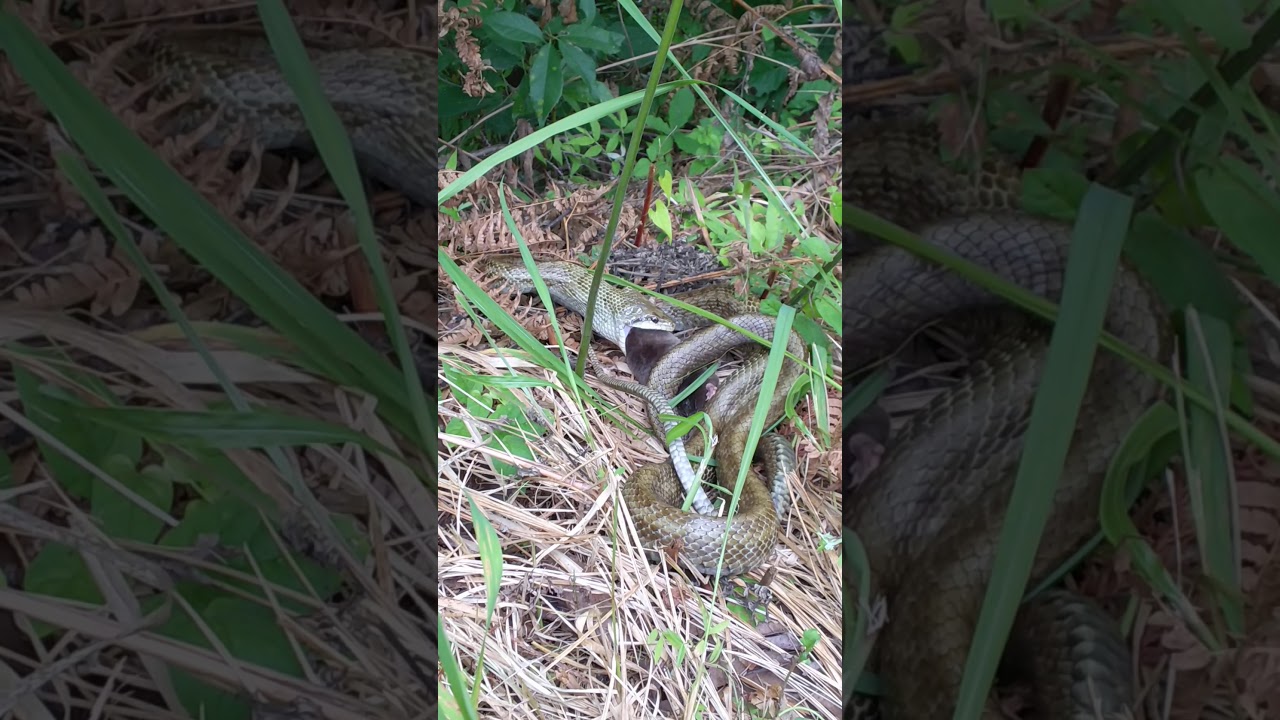 アオダイショウのモグラ捕食 Youtube アオダイショウのモグラ捕食 Youtube