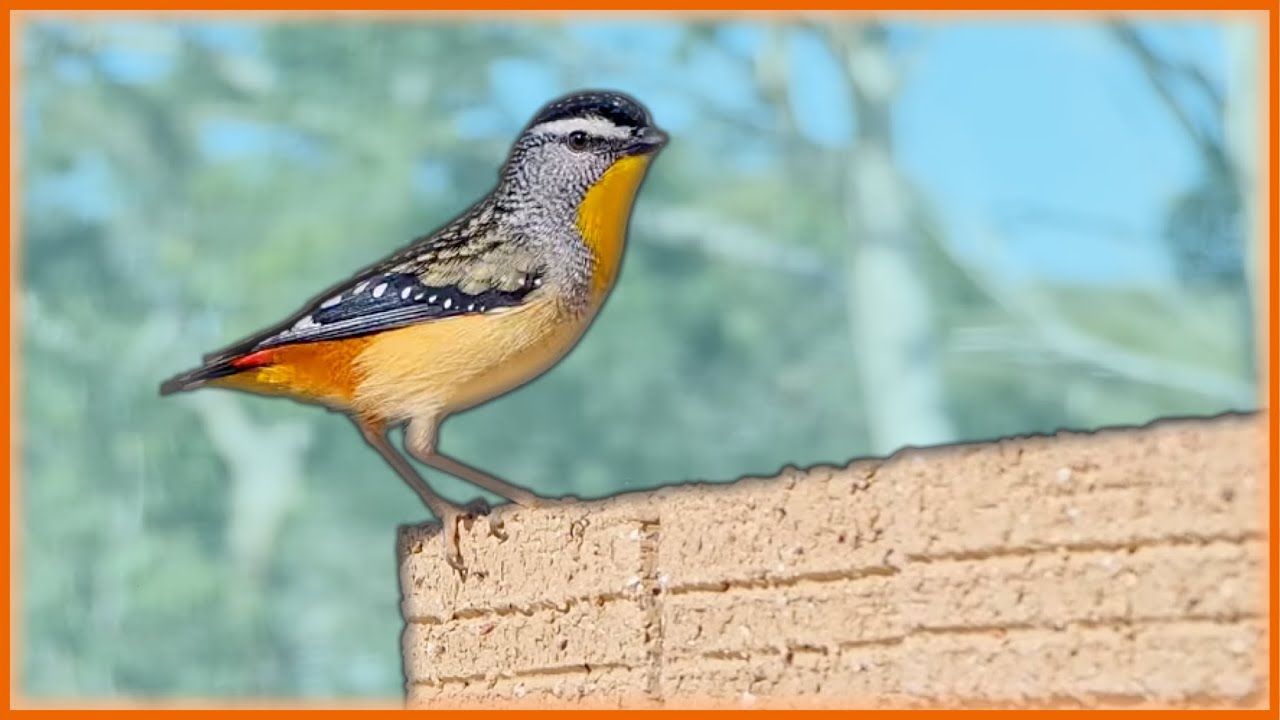BIRDS OF SUBURBIA | Showcasing Birdlife on the Construction Site | Nature Exposed | EP2, S3