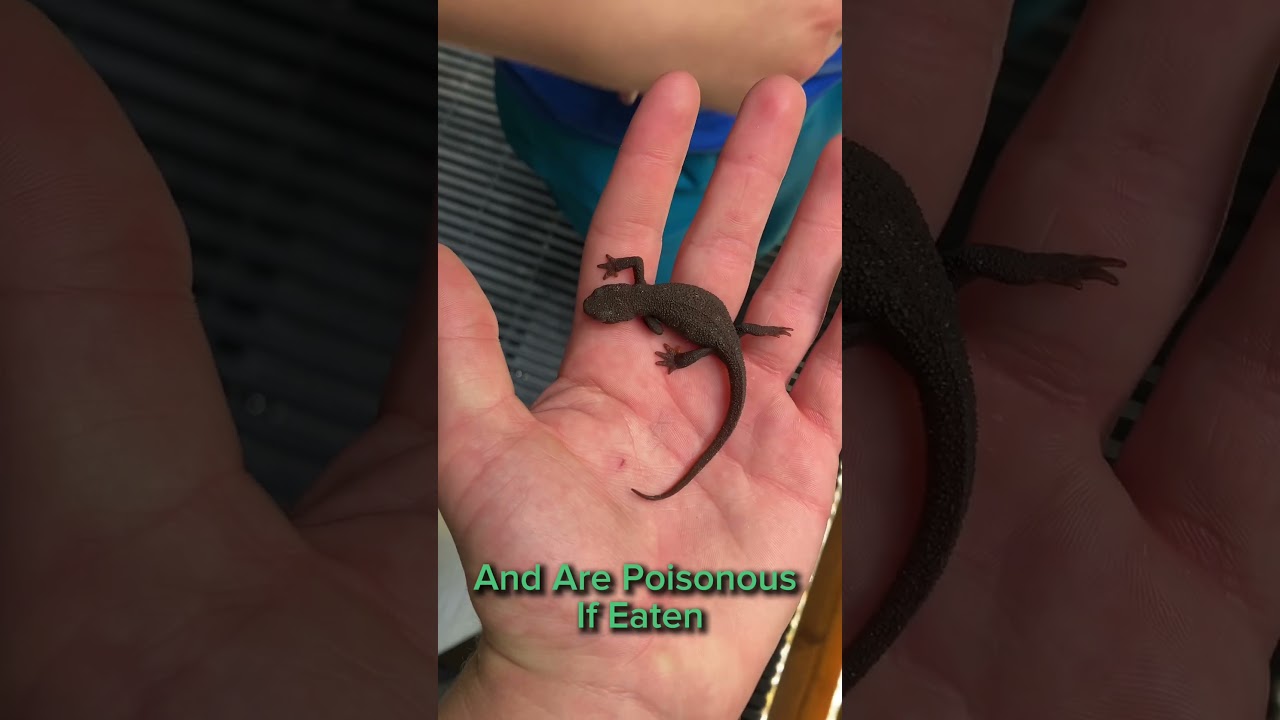 You ever seen one of THESE before?