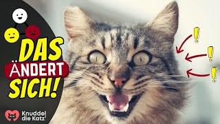 So Verändert Sich Der Katzen-Charakter Nach Der Kastration