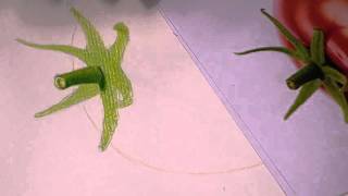 中壢社大色鉛筆20151013番茄02 (蒂頭上色)