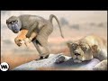 Pourquoi les Babouins Volent les Lionceaux?