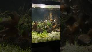 Feeding my piranha fish tank