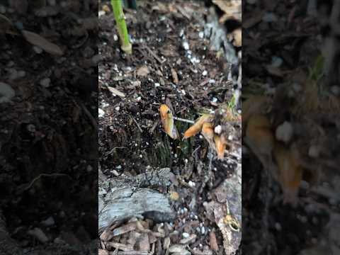 Slug control in the garden