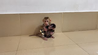 Weepinq Bb Mnkey Need To Cling & Hug Her Sister Hrdly