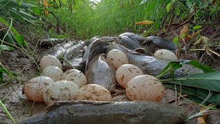 How wonderful it is to catch wild duck eggs