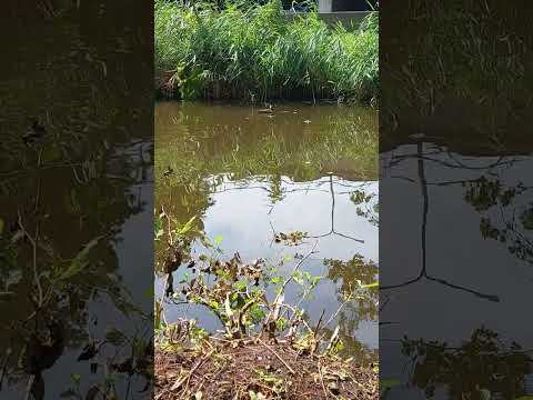 Kronenburg Park Amstelveen Amsterdam 11 07 2023