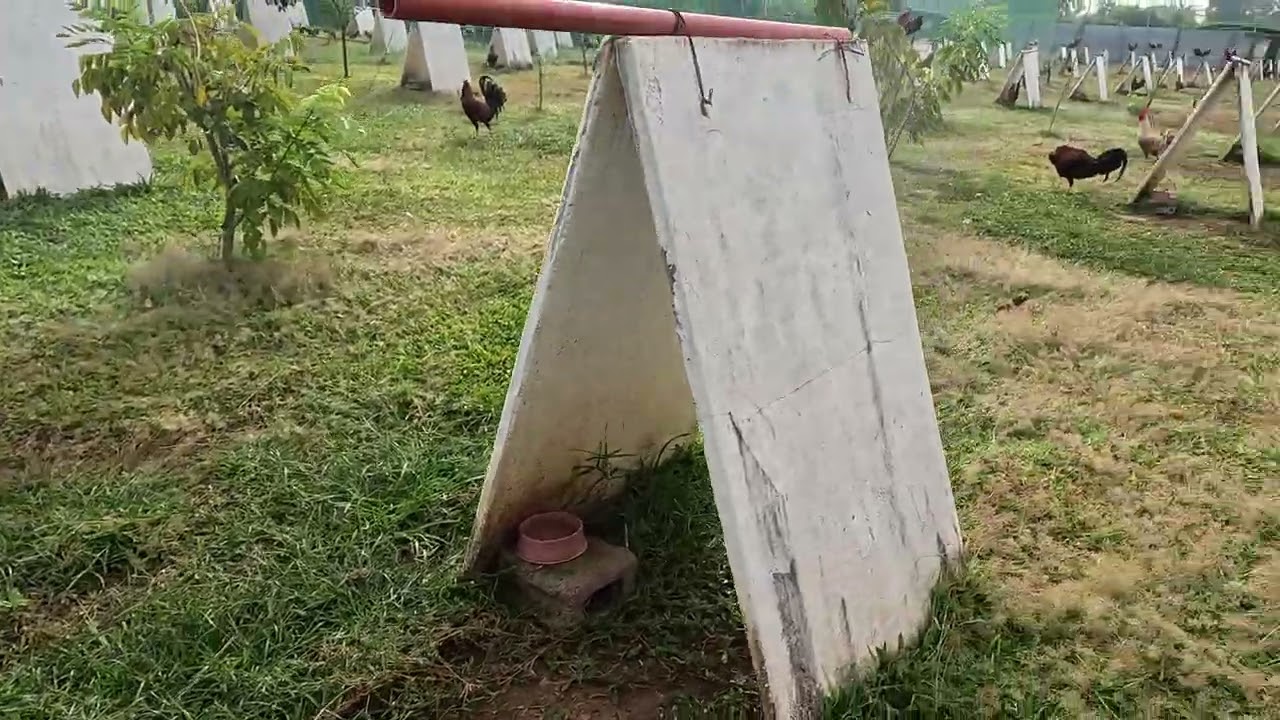 Tetans Gamefarm satisfying video