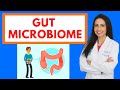Gut microbiome  a doctors guide to ibs leaky gut sibo probiotics food allergies and diet