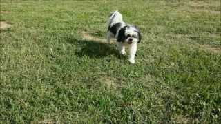 Dasher, Rescued off the euthanasia list.