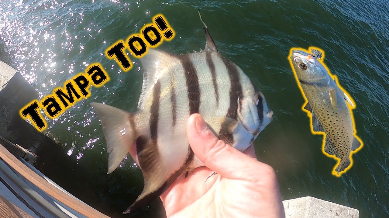 Baitfish in Spades! (FLORIDA! Pt. 2) YouTube