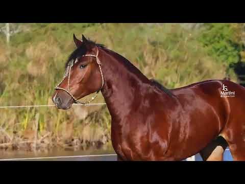 LOTE 09 DM - SJ PÉTALA