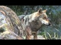 Bulgarian wolves