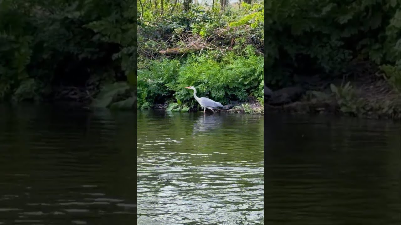 Met a new friend while filming this river in Ireland