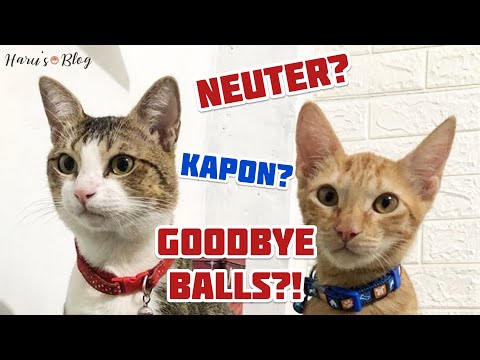 Video: Pagpapanatiling Slim At Neutered Cats Slim