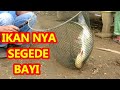 MANCING BORONGAN IKAN BAWAL,IKAN NYA SEGEDE BAYI