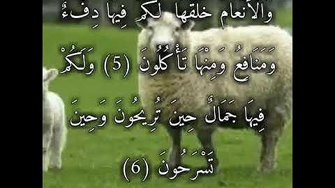 من سورة النحل ..ولأنعام خلقها لكم فيها دفء ومنافع ومنها تأكلون