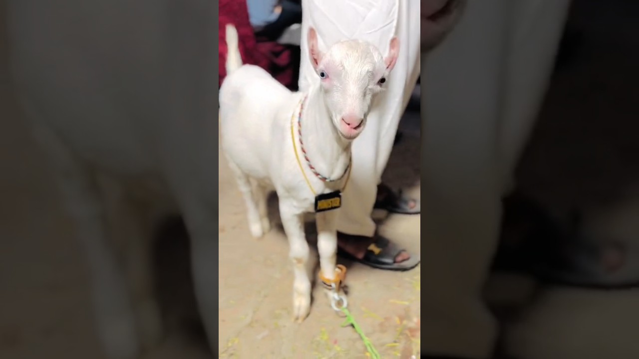 Subscribe to watch such beautiful videos. Beautiful Teddy goat Male kid| |goats| |animal| 