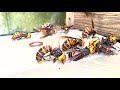スズメバチ捕獲方法　スズメバチホイホイ