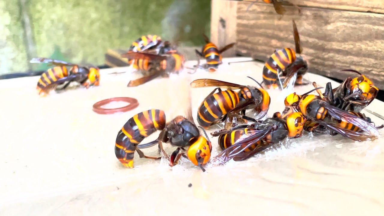 Как ловить гигантского шершня (С субтитрами)