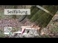 🌲Husqvarna 572XP: hässlichste Buche der Welt/felling the ugliest beech on earth