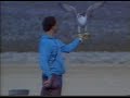 EEUU HAWKING THE WEST &quot;SKY TRIALS&quot; // FALCONRY IN THE U.S