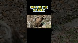 남다른 포스…푸바오 옆집 오빠