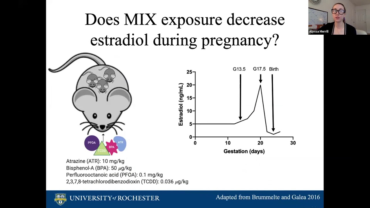 Endocrine Disrupting Chemicals: Effects on Mothers, and Interactions with Lifestyle
