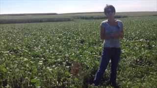 Winter Rye Cover Crop for Weed Suppression, Erin Silva, WI