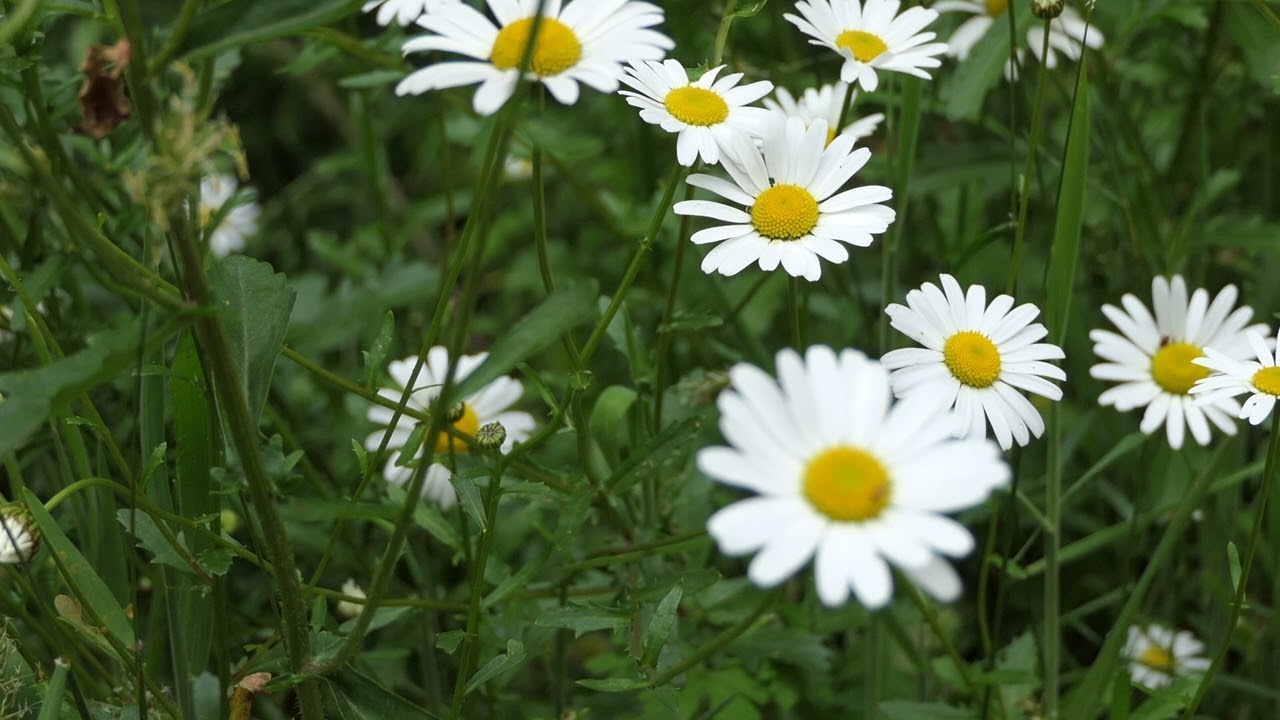 Australian Rainforest Birdsong Symphony: 8 Native Species - King Parrot, Honeyeater & More
