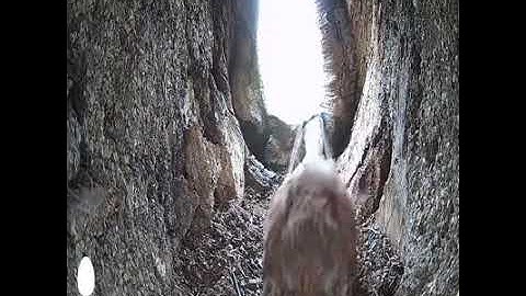 Hidden Cameras Captured :Bird in nest How Safety & Protected- Unbelievable
