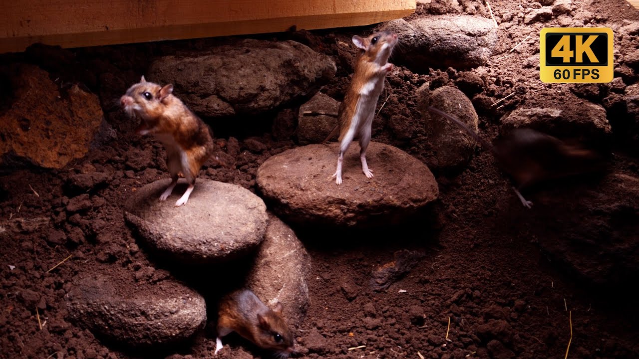 Mouse Dig Cat TV | Watching Cute Mouse Digging Holes & Playing With Your Cats | 3 ...