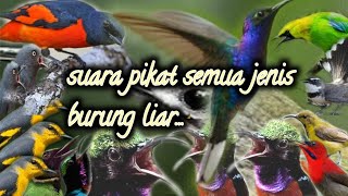 suara pikat semua jenis burung liar@jahid channel