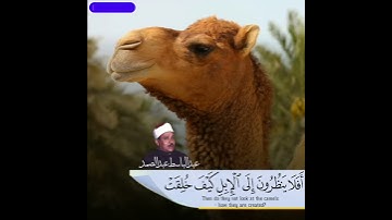 (أَفَلَا یَنظُرُونَ إِلَى ٱلۡإِبِلِ كَیۡفَ خُلِقَتۡ) تلاوة تنسيك الدنيا للشيخ عبد الباسط عبد الصمد