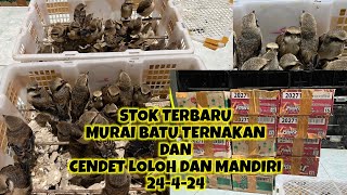 STOK TERBARU GACORAN 25,CENDET MANDIRI DAN LOLOH 24-4-24