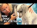 Help your difficult dog accept dog grooming and be calm during grooming